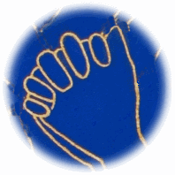 img2.gif